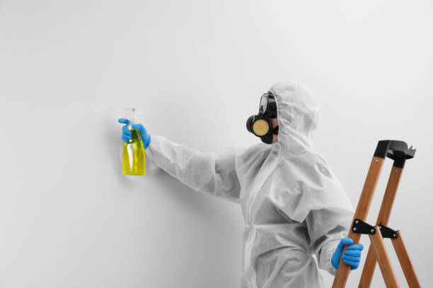 Best Black Mold Removal  in Newington Forest, VA