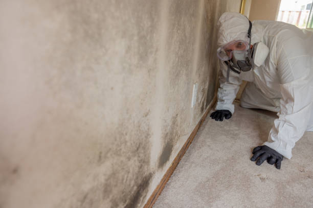  Newington Forest, VA Mold Removal & Remediation Pros